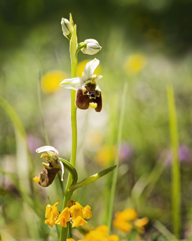 Da determinare per favore: Ophrys holosericea